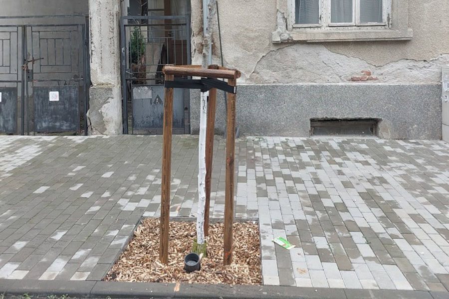 Вандали повреждат новозасадени дръвчета в центъра на Бургас